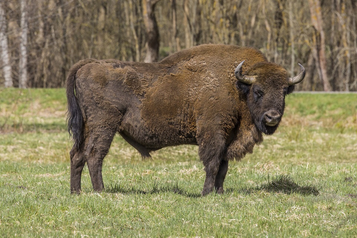 A European bison bull standing at the edge of Białowieża forest