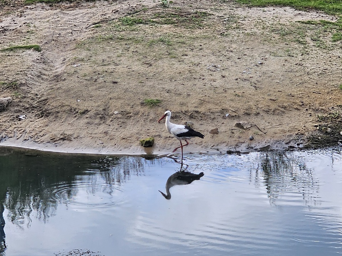 A white stork wading in the Pripyat floodplain at Turaŭ